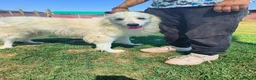 Meticcio cani in regalo: Shira, elegante e fiera - Annuncio 9