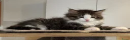 Siberiano gatti in vendita: Gattino siberiano ipoallergenico - Annuncio 3