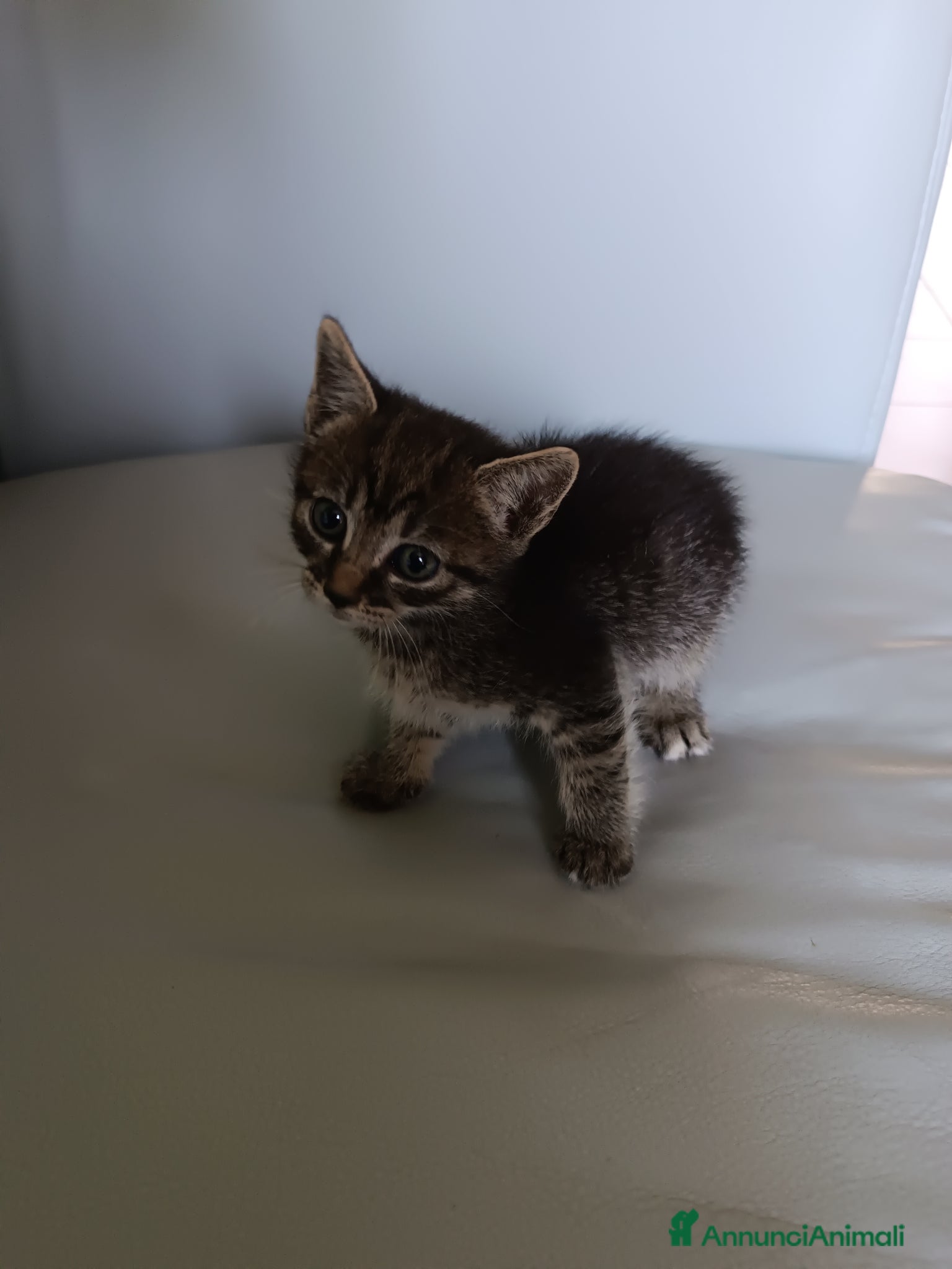 Europeo gatti Gattina Svezzata e abituata alla lettiera  - Annuncio 1