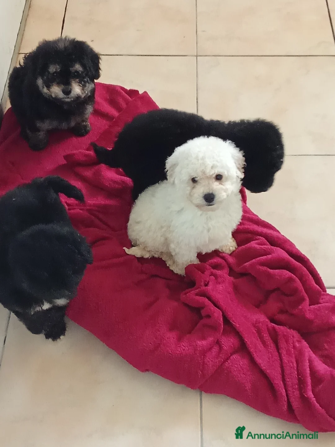 Maltipoo cani in vendita: MALTIPOO TOY  a Città Metropolitana di Torino - Annuncio 3