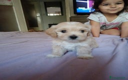 Maltese cani in vendita: Cuccioli maltipoo a Città Metropolitana di Torino - Immagine 4