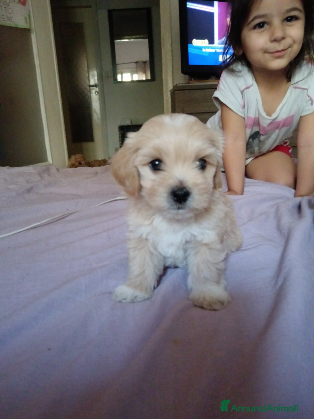 Maltese cani in vendita: Cuccioli maltipoo a Città Metropolitana di Torino - Immagine 4