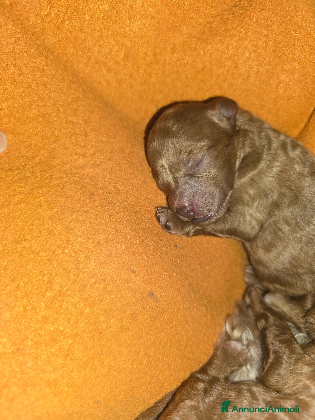 Barboncino Toy cani in vendita: VENDO CUCCIOLI DI BARBONCINO TOY - Annuncio 18