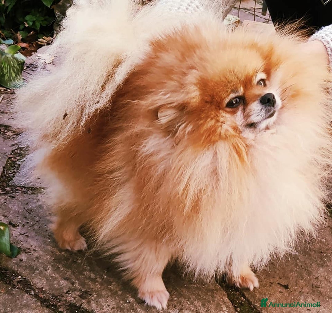 Immagine della galleria {{count}}