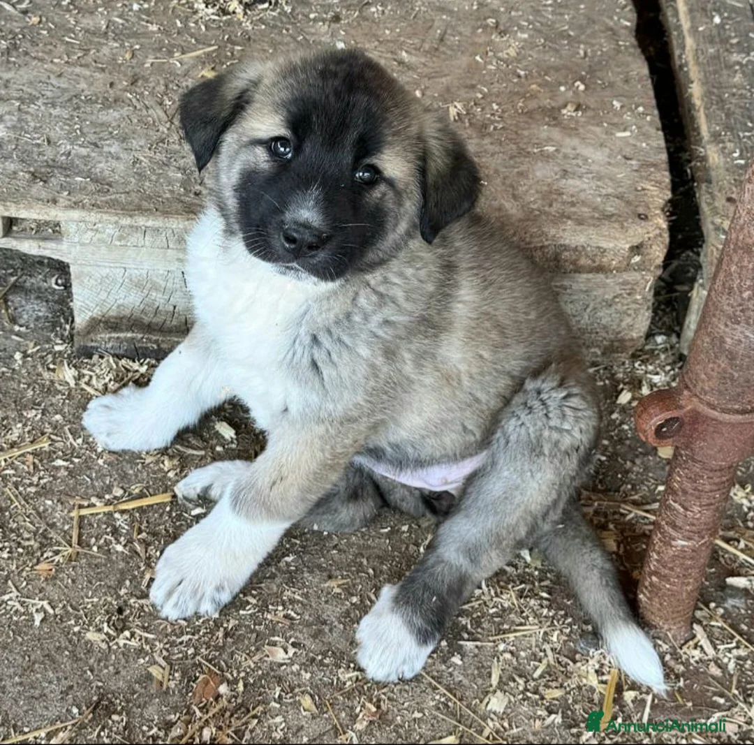Meticcio cani in regalo: Momo 50 giorni taglia grande  - Annuncio 5