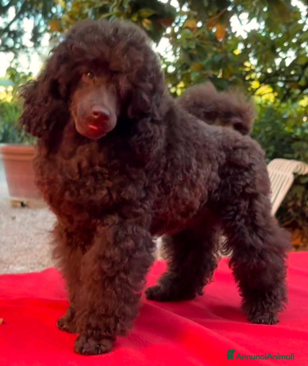 Barbone cani in vendita: CUCCIOLI DI BARBONE TOY/NANO - Annuncio 3