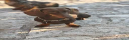 Bassotto cani in vendita: Bassotto femmina  - Annuncio 2