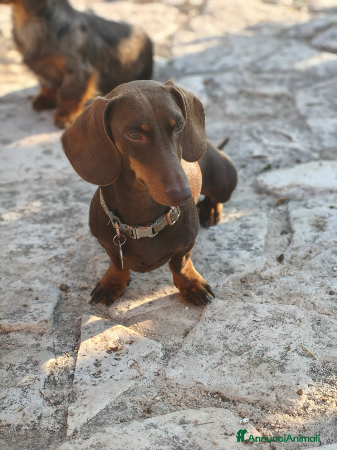 Bassotto cani in vendita: Bassotto femmina  - Annuncio 2