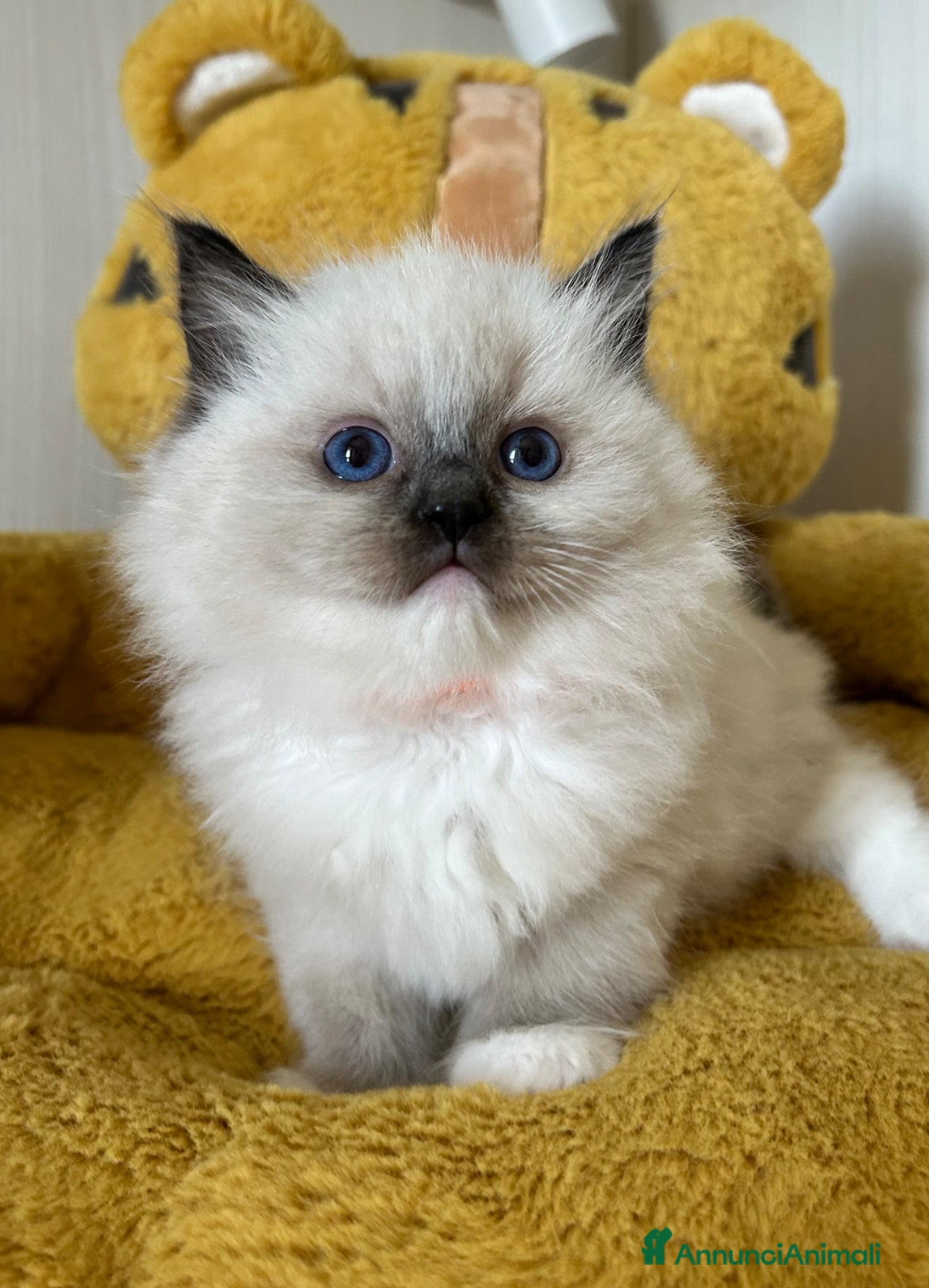 Ragdoll gatti Cuccioli Ragdoll con Pedigree  - Annuncio 3