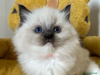 Ragdoll gatti Cuccioli Ragdoll con Pedigree - Annuncio 3