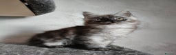 Maine Coon gatti in vendita: Maine Coon femmina black smoke  - Annuncio 2