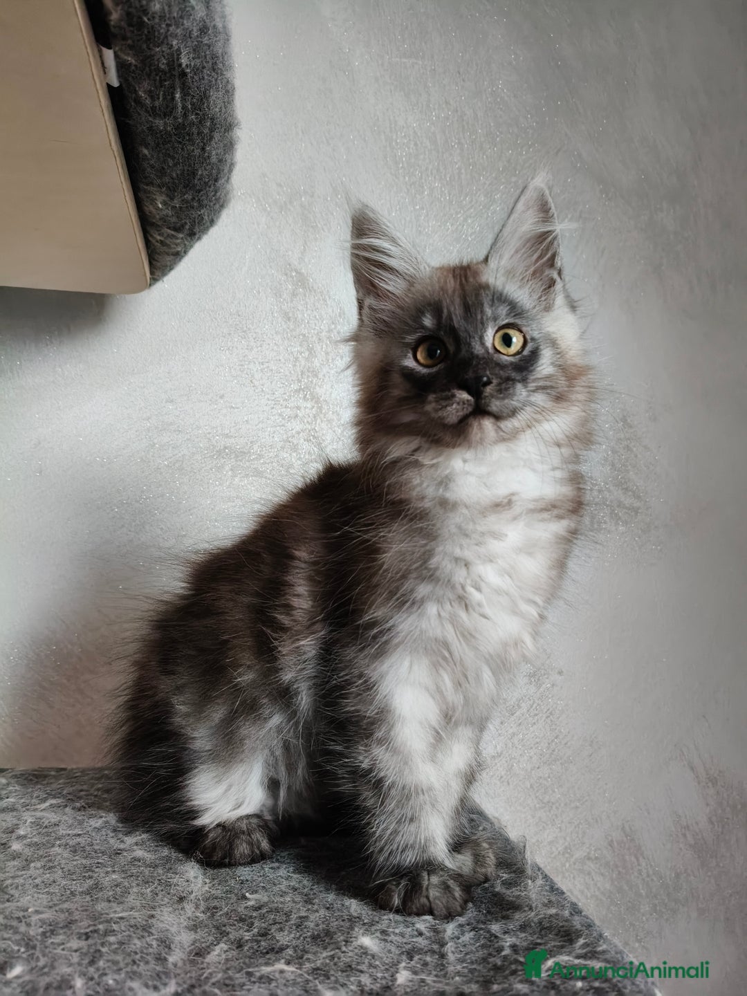 Maine Coon gatti in vendita: Maine Coon femmina black smoke  - Annuncio 2