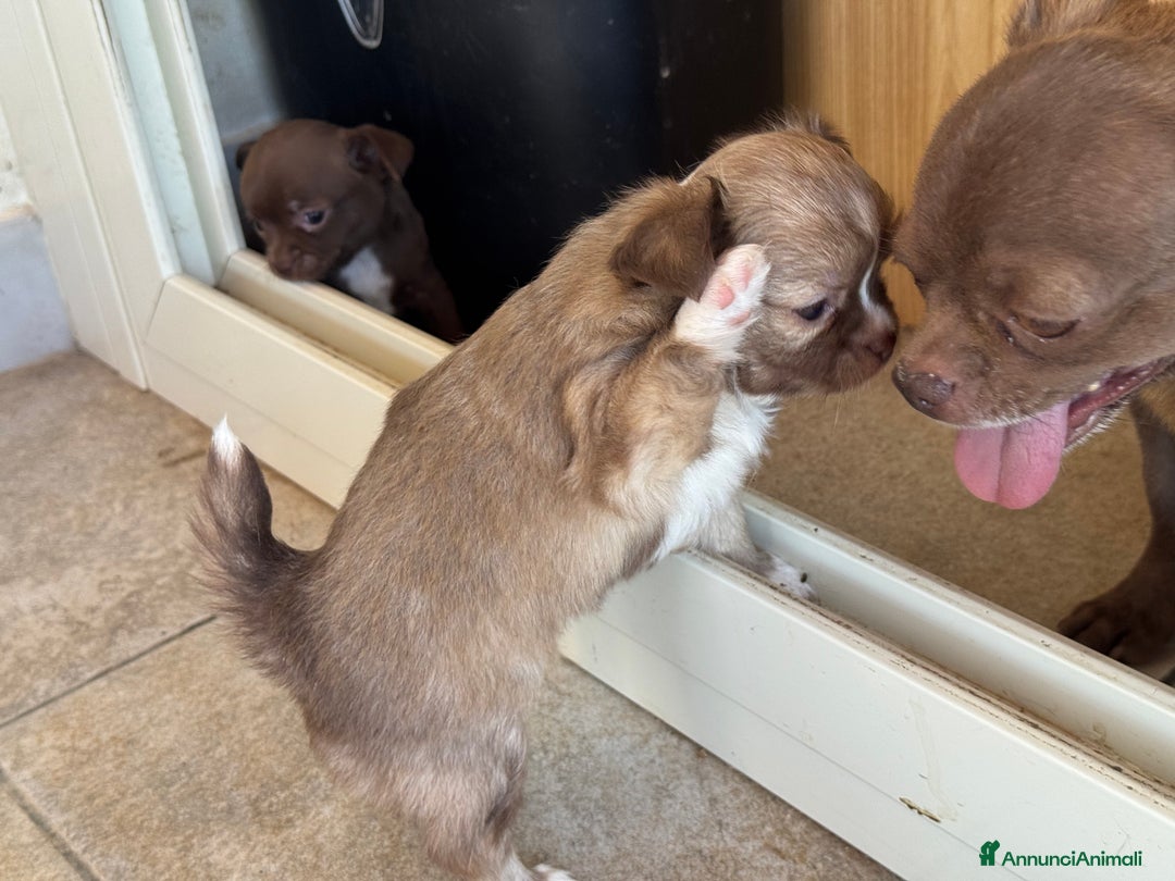 Chihuahua cani in vendita: Cuccioli di chihuahua  a Città metropolitana di Milano - Immagine 17