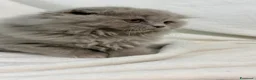 Scottish gatti in vendita: Scottish fold - Annuncio 4