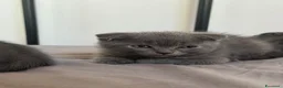 Scottish gatti in vendita: Scottish fold/straight  - Annuncio 4