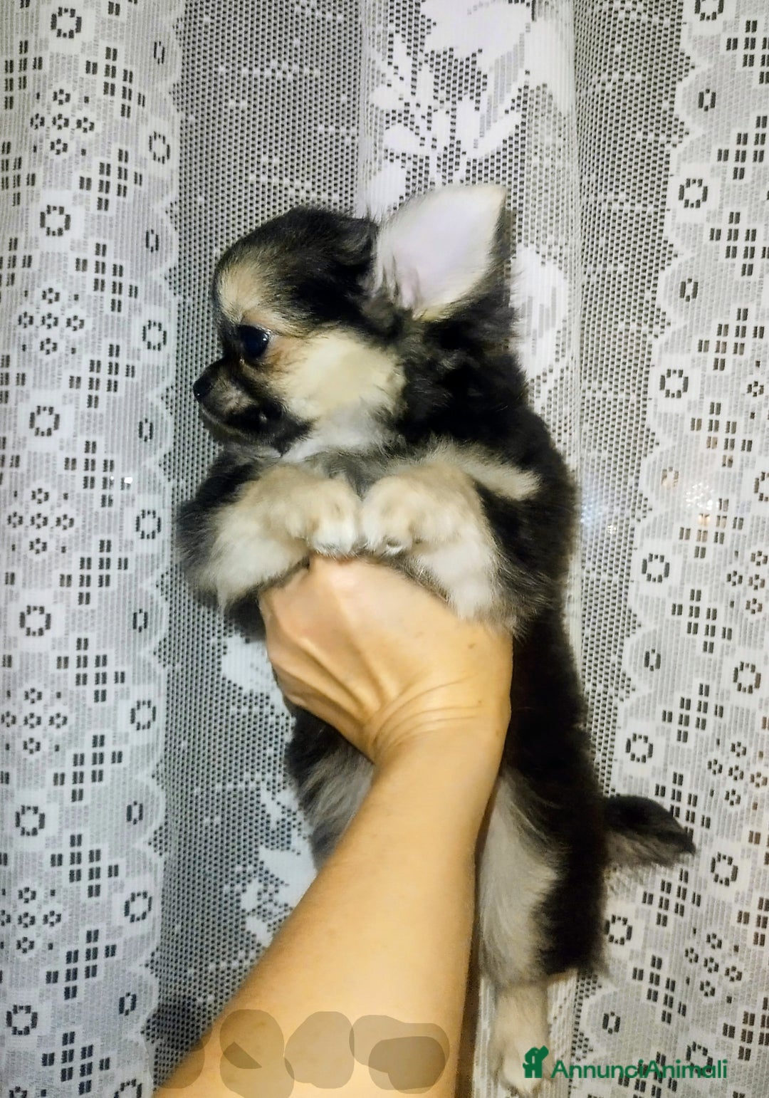 Chihuahua cani in vendita: Chihuahua pelo lungo pure razza  - Annuncio 6