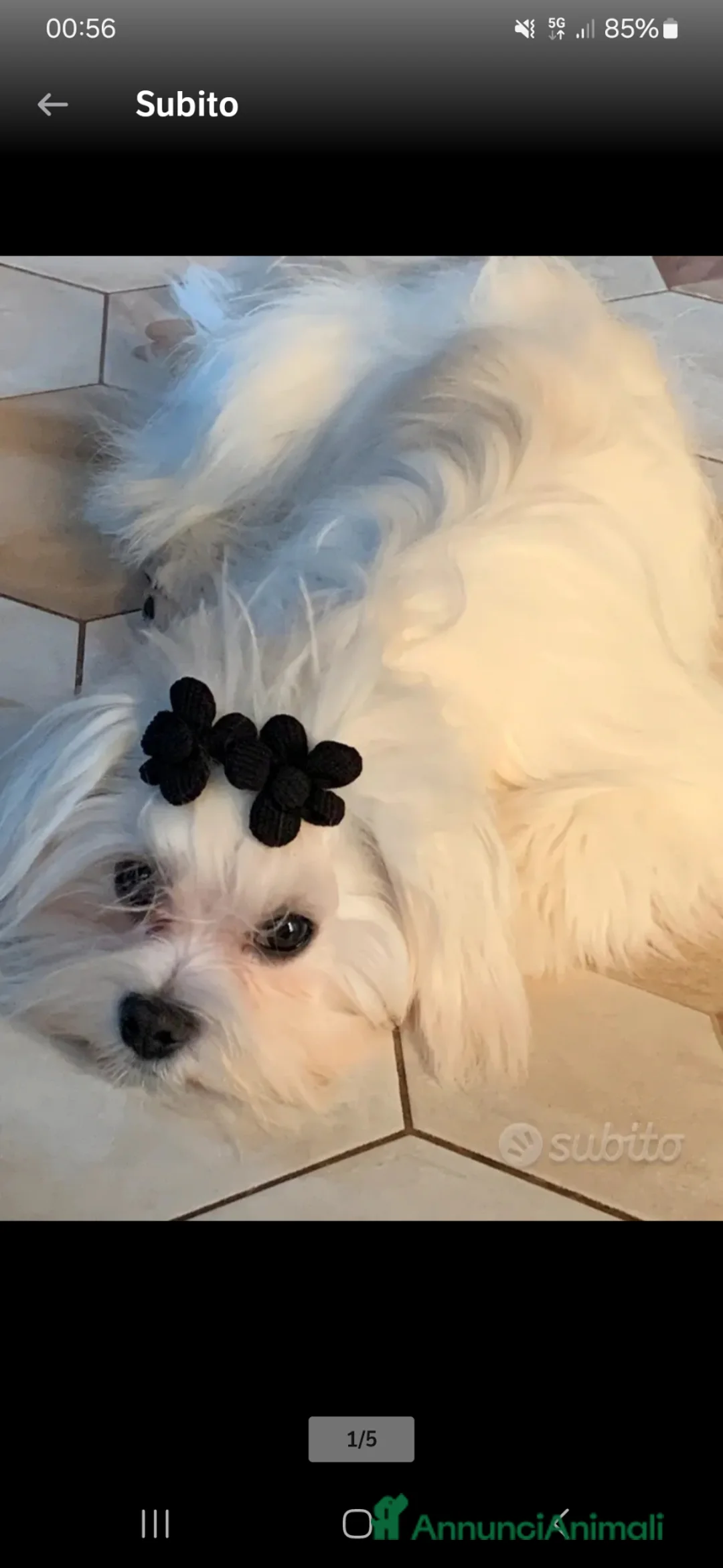 Maltese cani in vendita: Maltese  - Annuncio 2