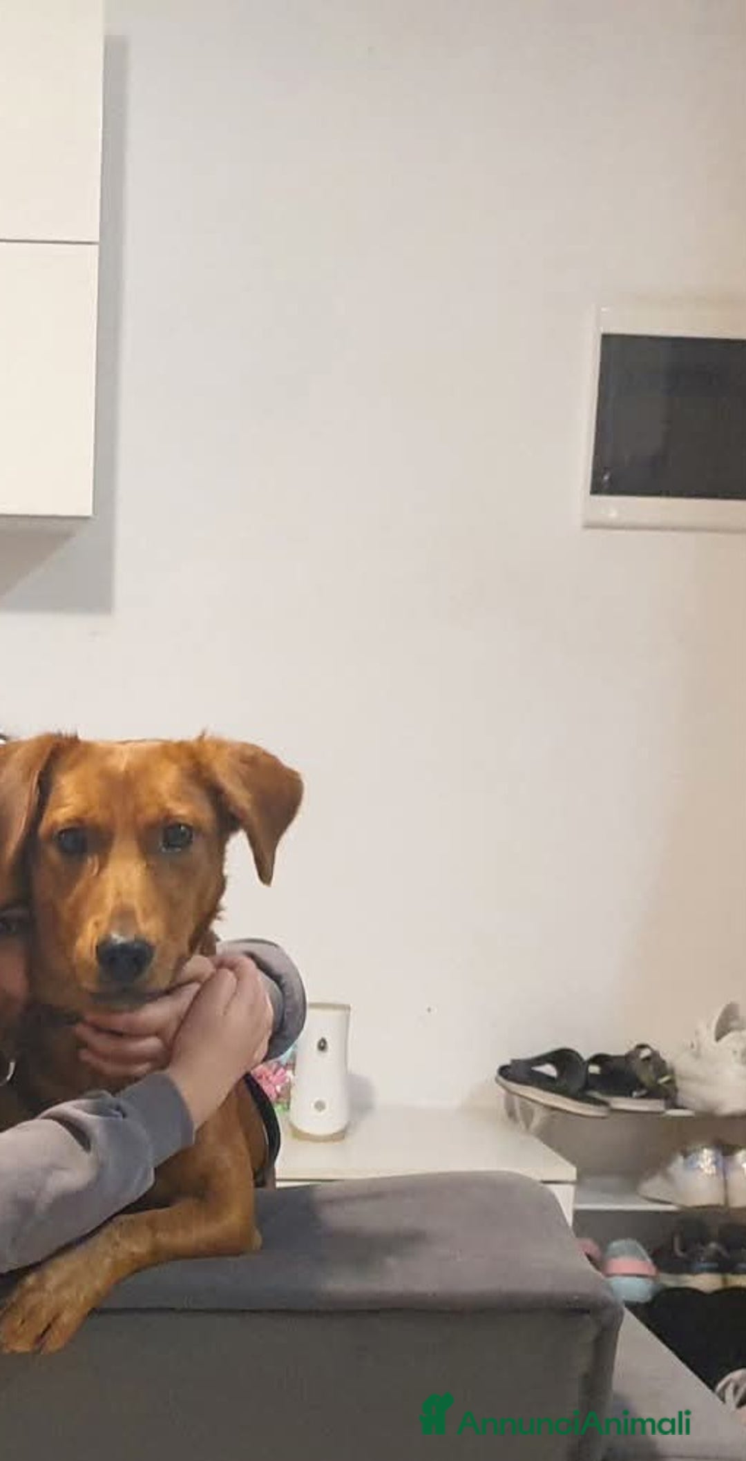 Altre razze cani in regalo: Regalo Paco - Immagine 2