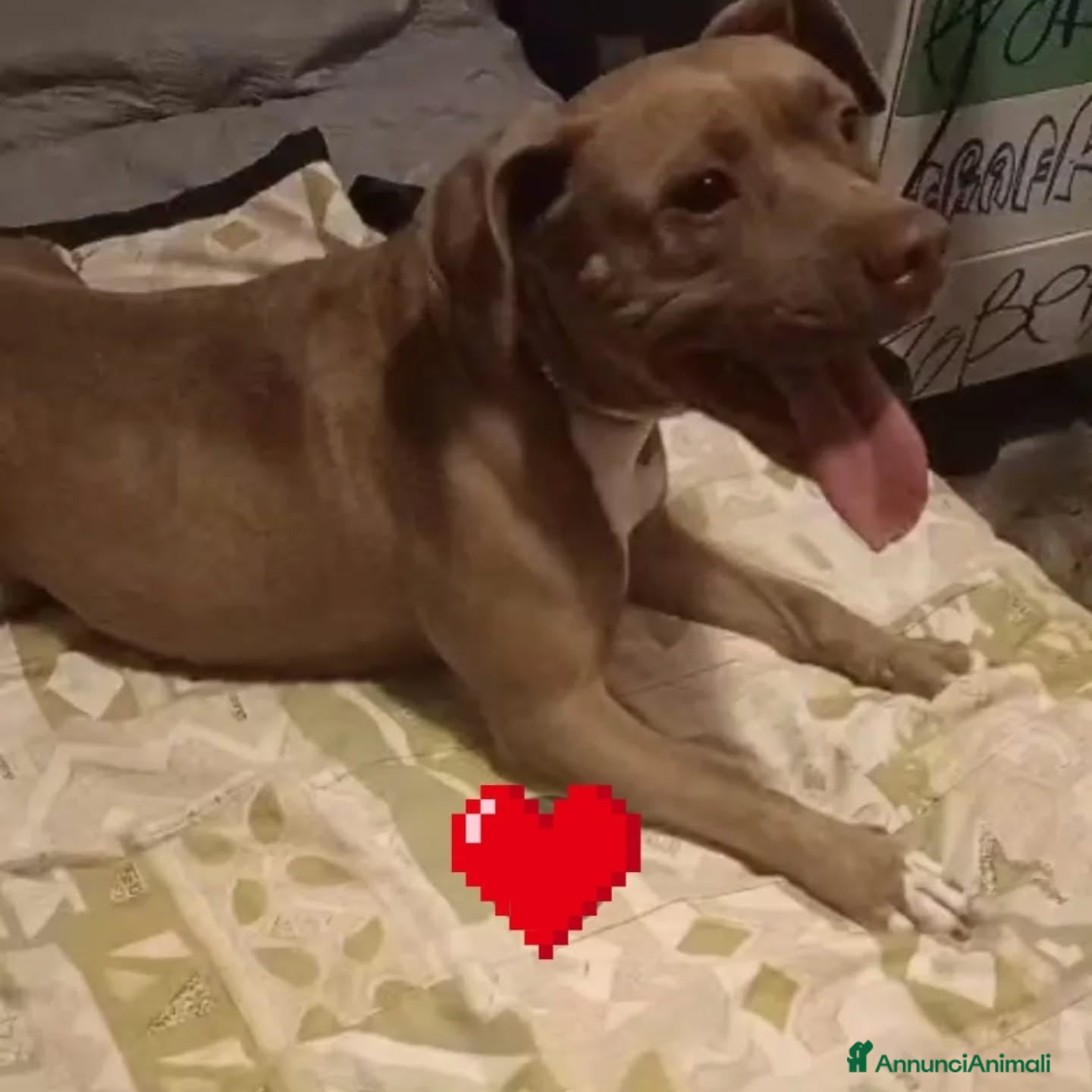 Altre razze cani ELODY dolce cagnolina 2 anni cerca casa - Annuncio 2