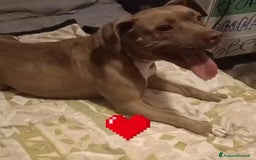 Altre razze cani in regalo: ELODY dolce cagnolina 2 anni cerca casa - Immagine 2