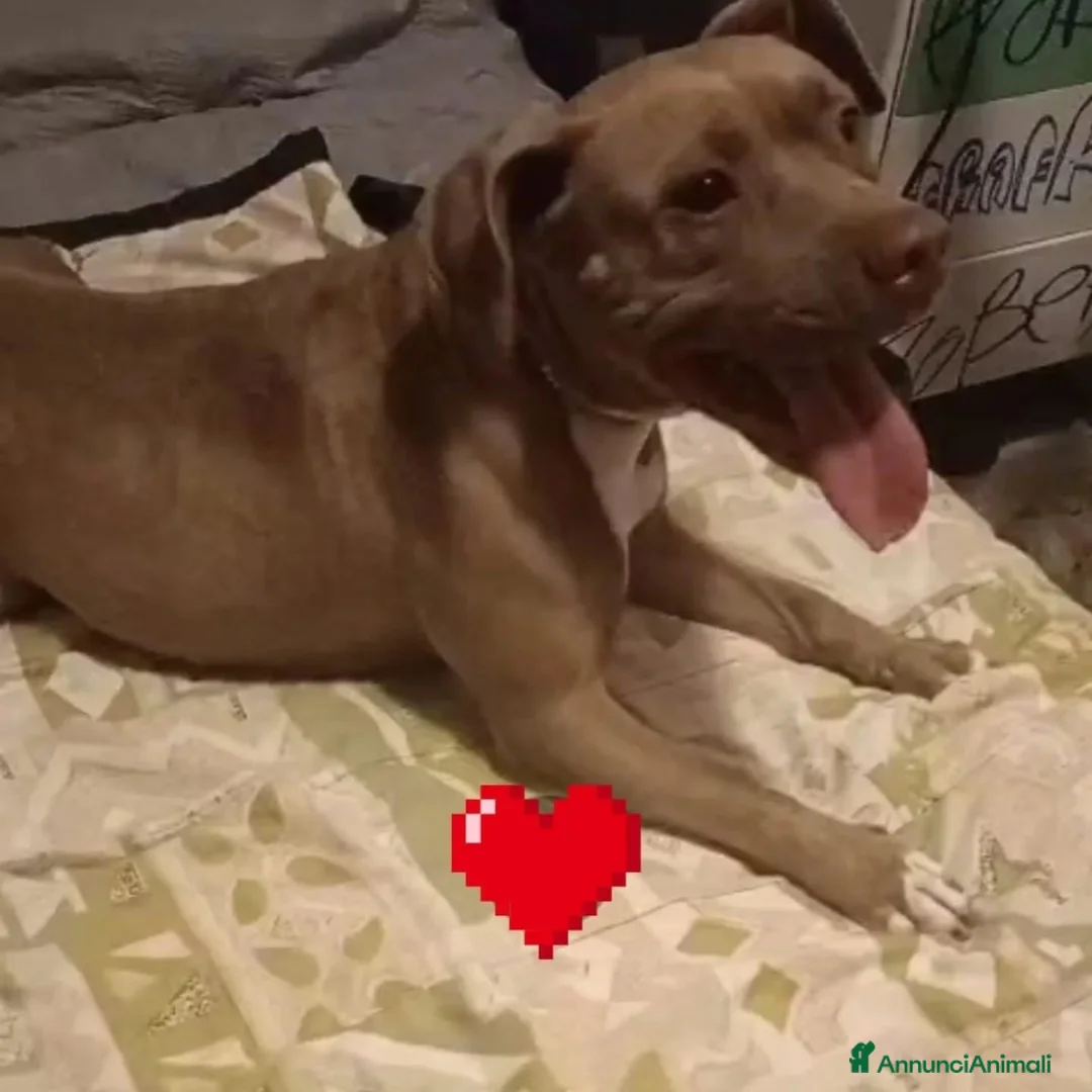 Altre razze cani in regalo: ELODY dolce cagnolina 2 anni cerca casa - Annuncio 2