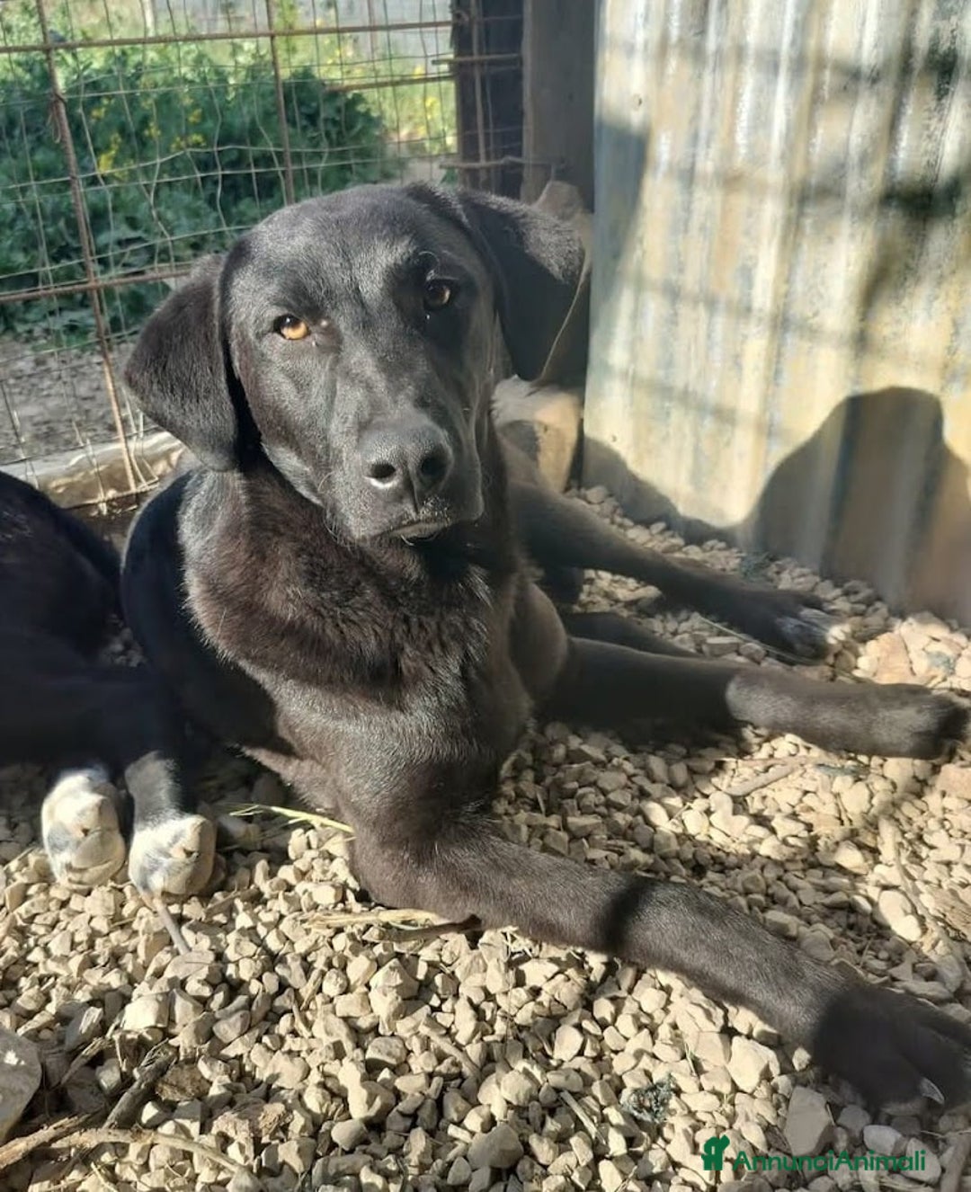 Meticcio cani in regalo: 1 anno, CARLO, cerca casa e AMORE - Annuncio 3