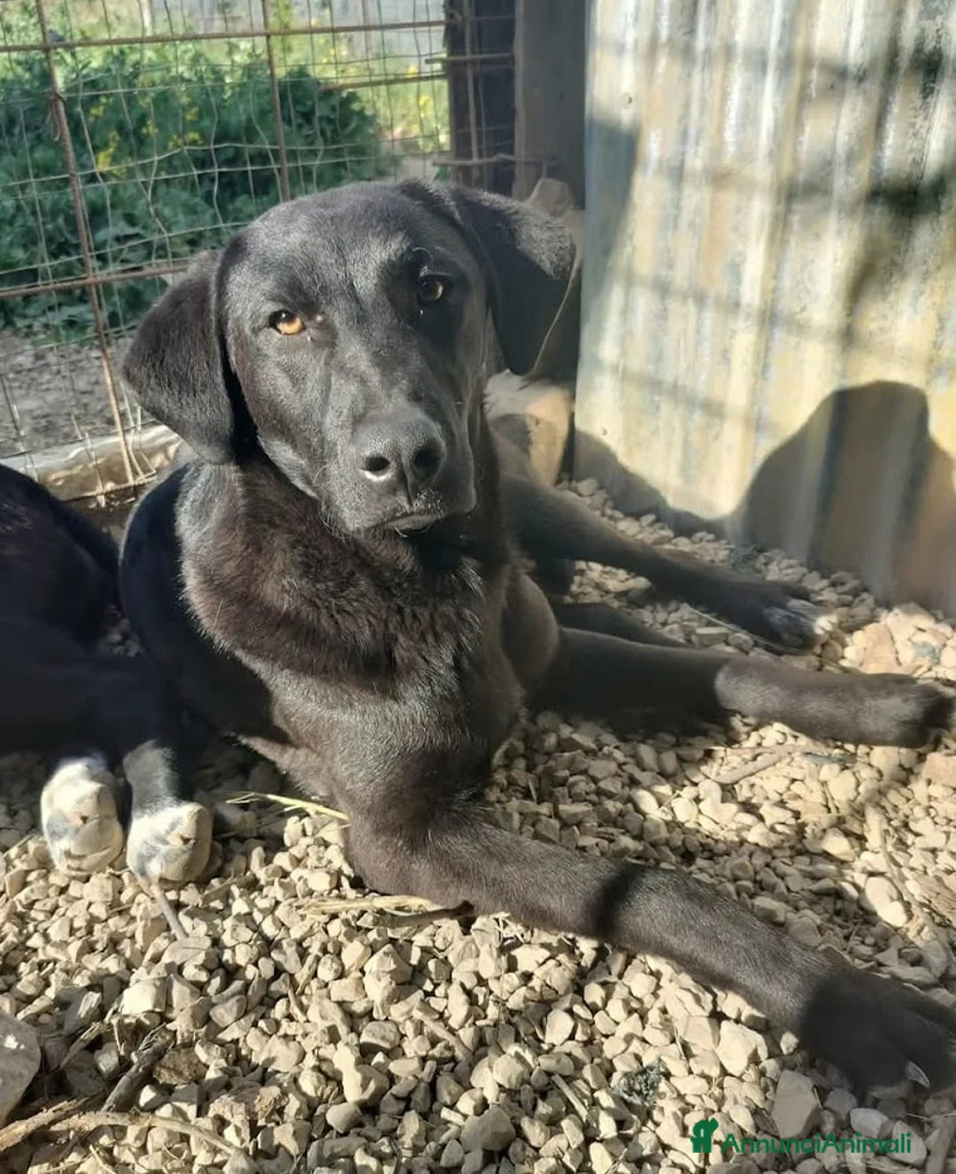 Meticcio cani in regalo: 1 anno, CARLO, cerca casa e AMORE - Annuncio 4