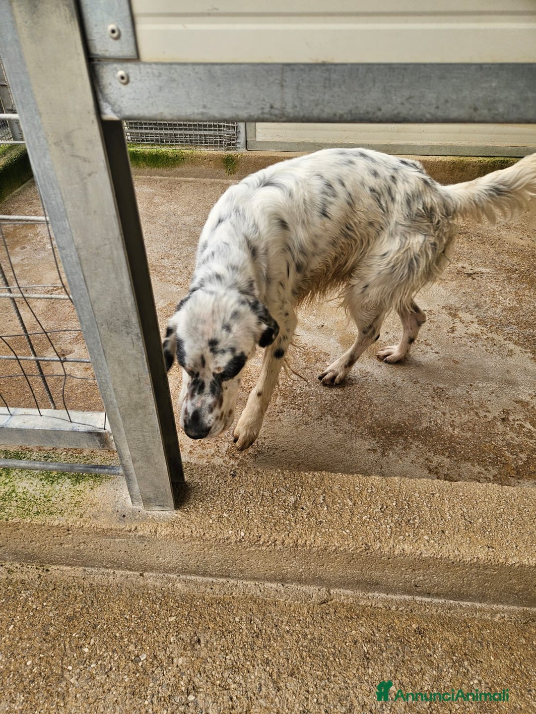 Setter Inglese cani in regalo: Zeus: giovane setter socievole equilibrato  - Annuncio 7