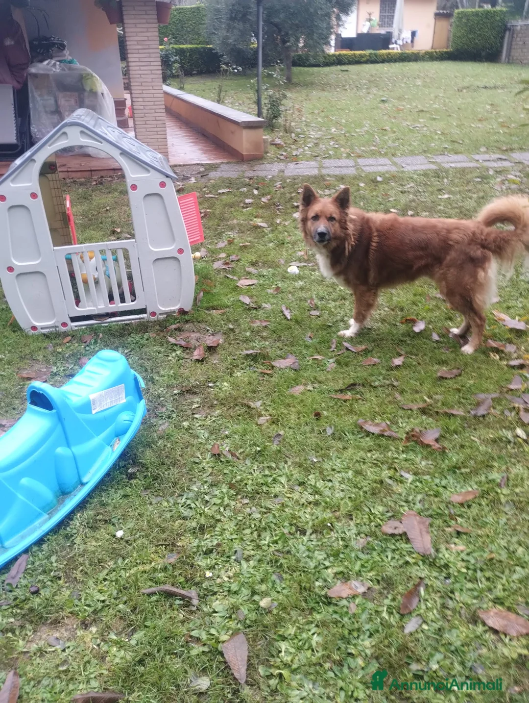 Meticcio cani in regalo: DANKON a Città metropolitana di Roma Capitale - Annuncio 15