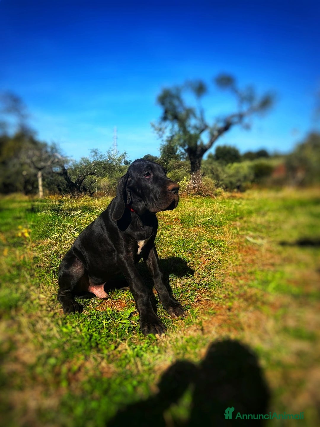 Alano cani in vendita: Cuccioli di Alano nero, ad alta geneaologia - Annuncio 18