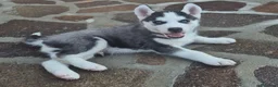 Husky cani in vendita: Cuccioli di siberian husky  - Annuncio 4
