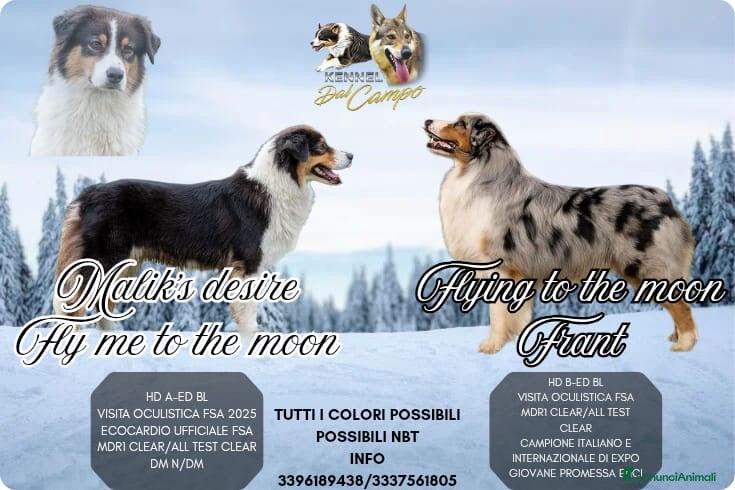 Australian Shepherd cani Australian Shepherd  - Annuncio 4