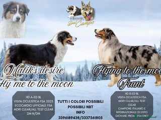Australian Shepherd cani Australian Shepherd - Annuncio 34