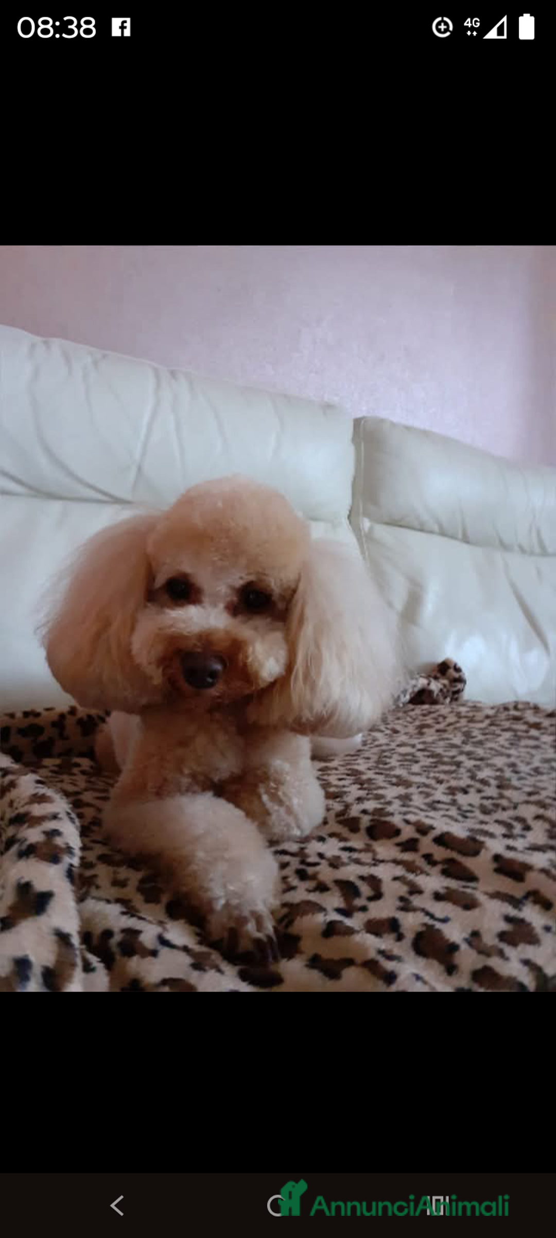 Barboncino Toy cani in vendita: Barboncini Toy Red  - Annuncio 11