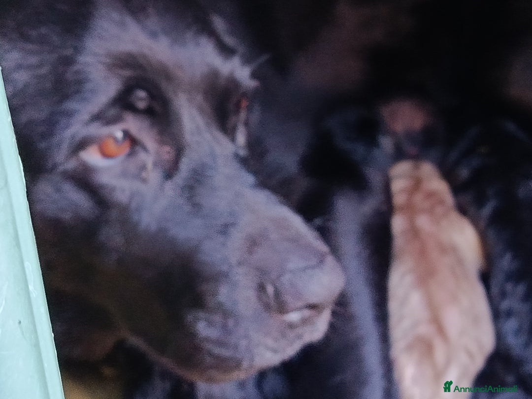 Labrador cani in vendita: cuccioli Labrador  - Annuncio 5