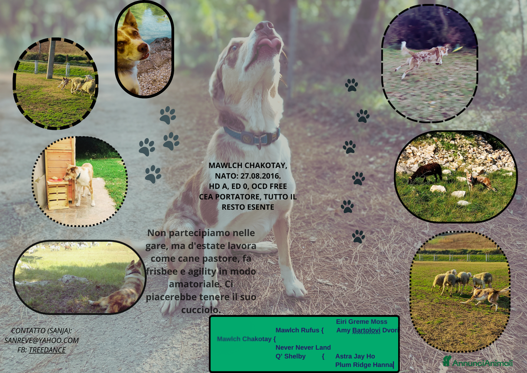 Border Collie cani per accoppiamento: BORDER COLLIE MASCHIO RED MERLE OFFRESI  a Provincia di Forlì-Cesena - Immagine 3