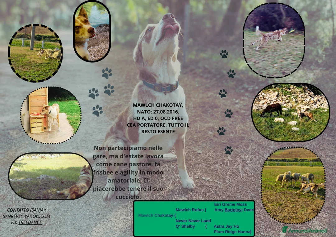 Border Collie cani per accoppiamento: BORDER COLLIE MASCHIO RED MERLE OFFRESI  a Provincia di Forlì-Cesena - Annuncio 3