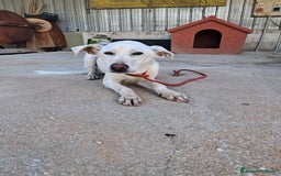 Meticcio cani in regalo: XENA cucciola amorevole - Immagine 3