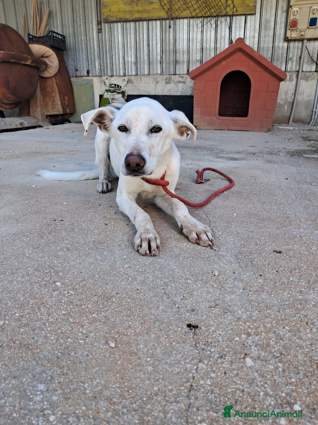 Meticcio cani in regalo: XENA cucciola amorevole - Annuncio 3