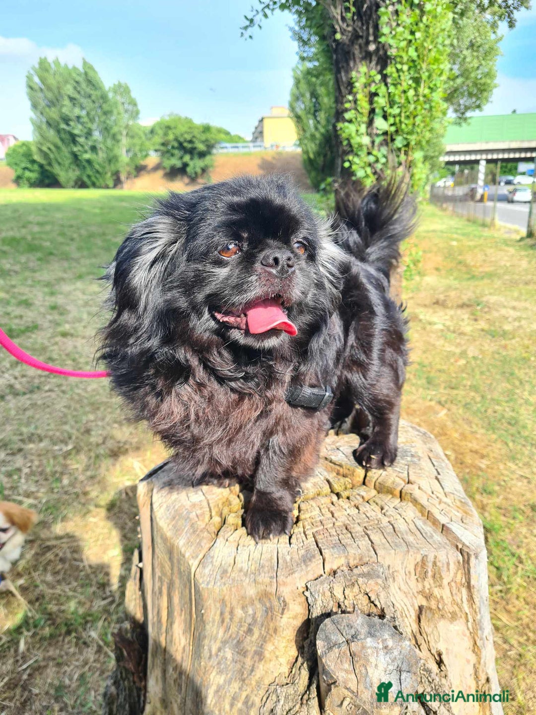 Pechinese cani in regalo: BRAD e ANGELINA, piccoli PECHINESI cercano casa! - Annuncio 15