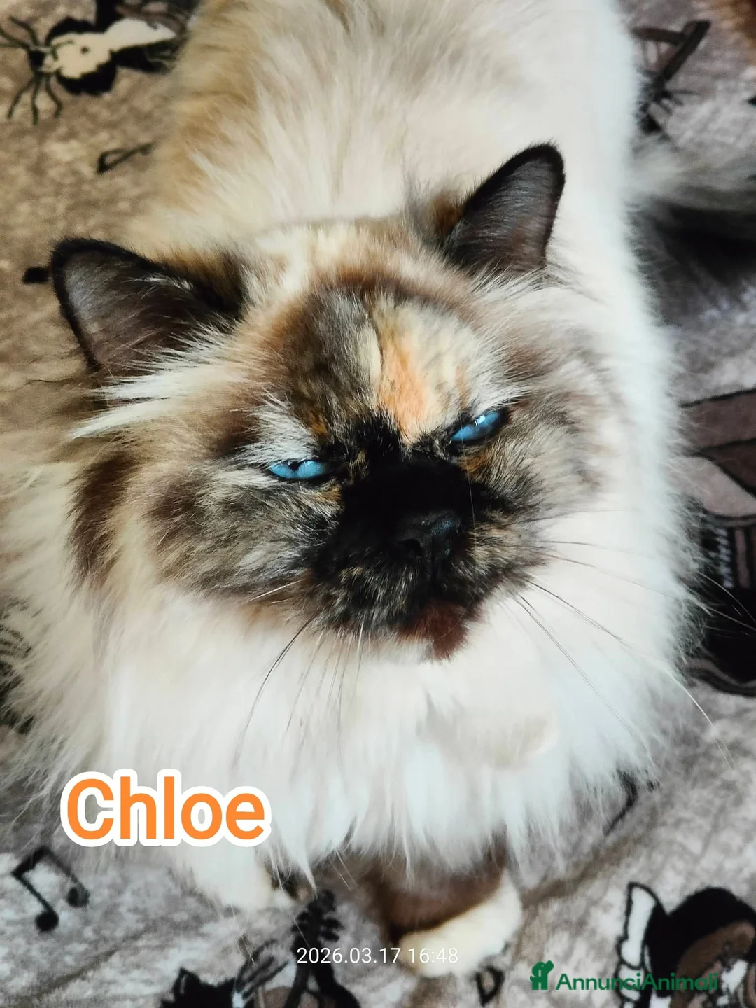 Altre razze gatti in regalo: CHLOE SIMILBIRMANA a Città metropolitana di Roma Capitale - Annuncio 2