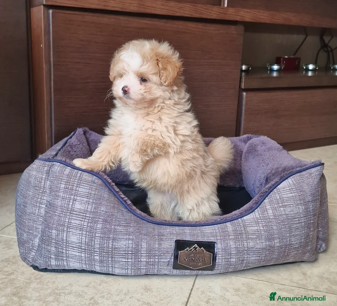 Meticcio cani in vendita: Maltipoo maschio  - Annuncio 4