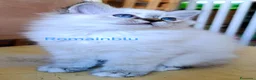 Sacro di Birmania gatti in vendita: Cucciolo Sacro di Birmania  - Annuncio 2