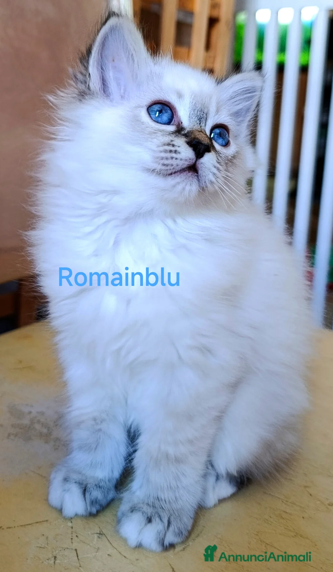 Sacro di Birmania gatti in vendita: Cucciolo Sacro di Birmania  - Annuncio 2
