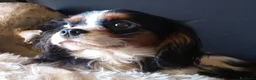 Cavalier King cani per accoppiamento: CAVALIER KING C. S. DISPONIBILE PER MONTA - Annuncio 3