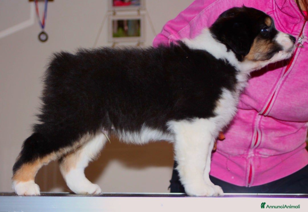 Australian Shepherd cani in vendita: MERAVIGLIOSO CUCCIOLO MASCHIO TRICOLOR BLACK NBT - Annuncio 5