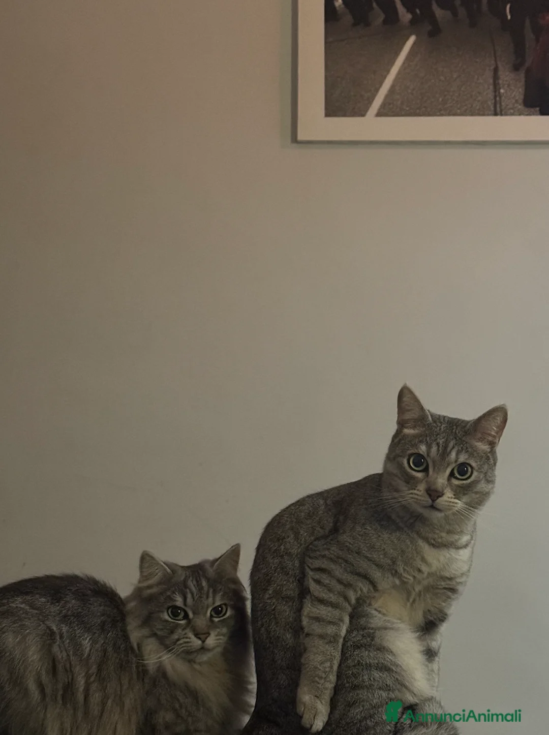 Meticcio gatti in regalo: Micini affettuosi a Città metropolitana di Roma Capitale - Annuncio 2