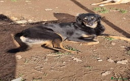 Meticcio cani in regalo: GIORDIE dolce e buono  - Annuncio 4