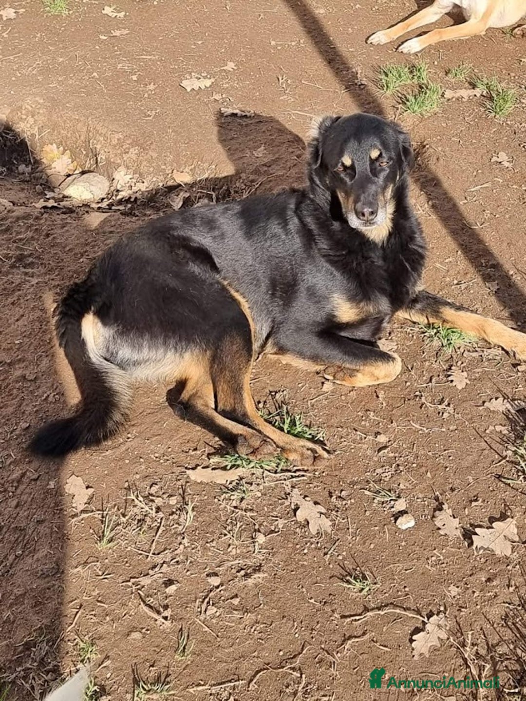 Meticcio cani in regalo: GIORDIE dolce e buono  - Annuncio 4