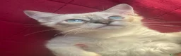 Ragdoll gatti in vendita: Gatto ragdoll - Annuncio 4